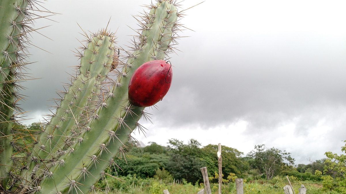 Mandacaru com fruto vermelho e vegetação da Caatinga sob céu nublado