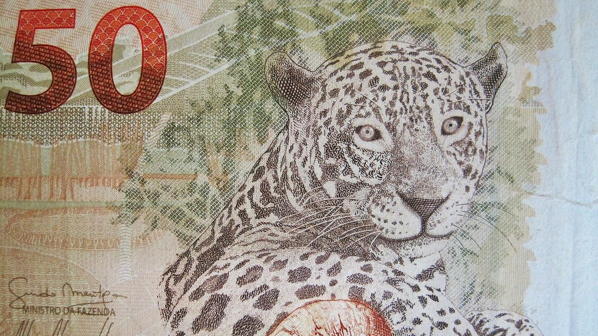 Detalhe da onça-pintada na cédula de 50 reais