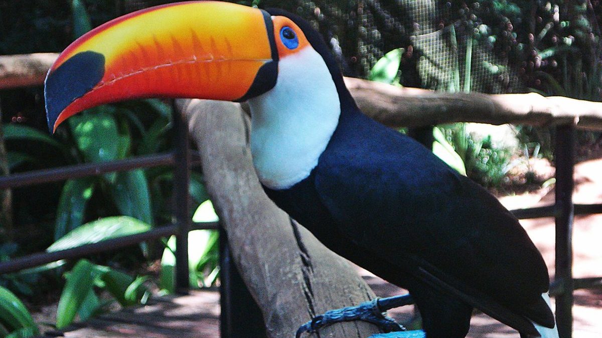Tucano-toco pousado em um corrimão de madeira, com a mata ao fundo