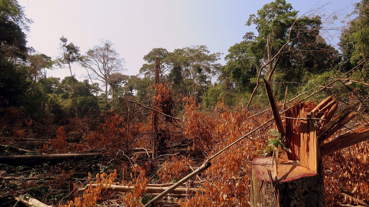 Árvores derrubadas e folhas secas em área desmatada da Floresta Nacional do Iquiri, no Amazonas
