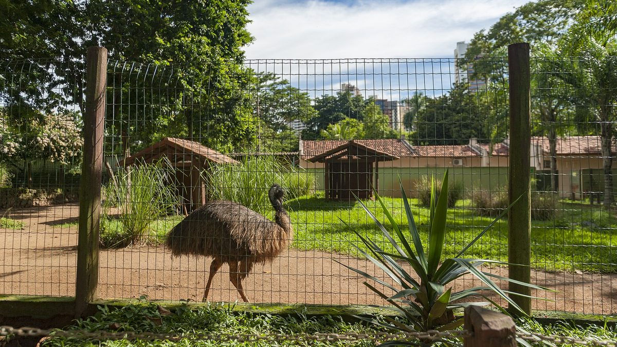 Emu caminha em recinto gramado do Zoológico de Goiânia, com árvores e prédios ao fundo