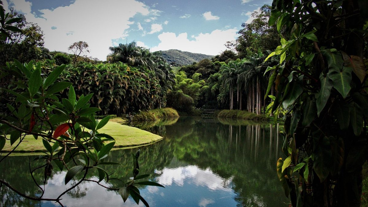 Lago cercado de palmeiras e mata no Instituto Inhotim, em Brumadinho