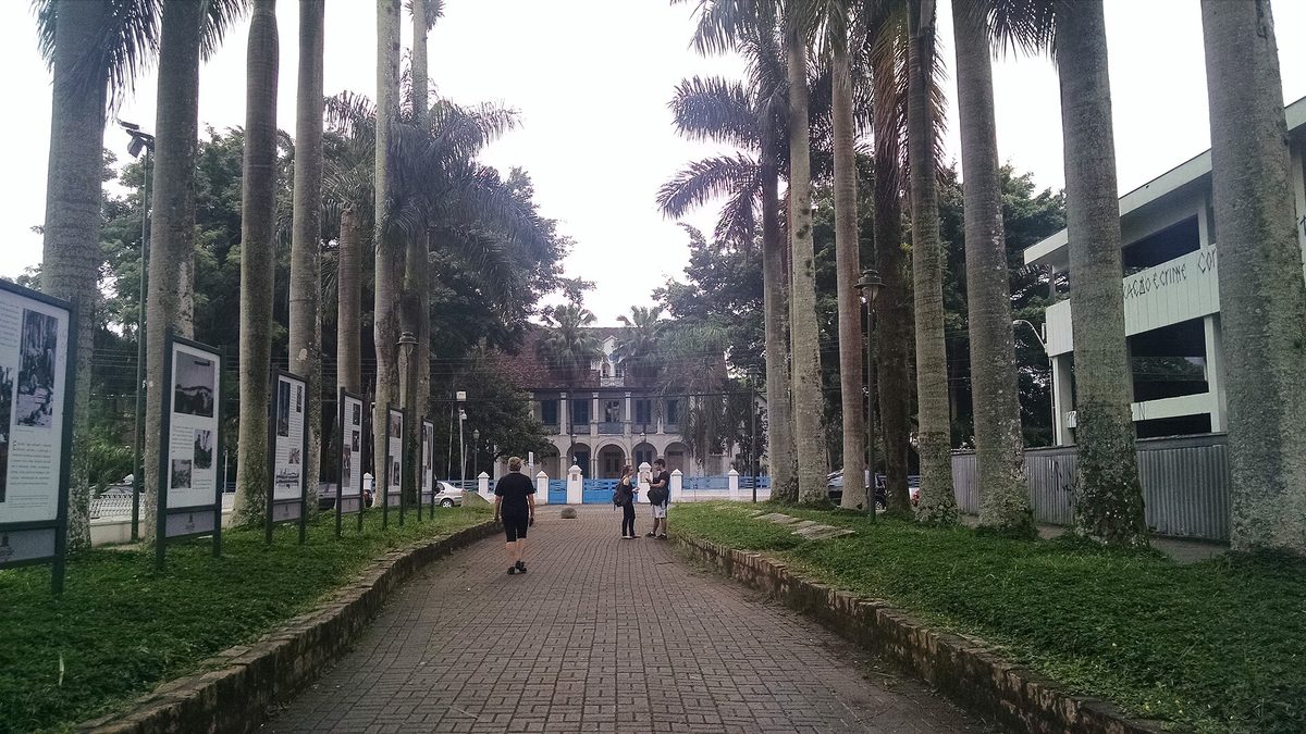 Alameda de palmeiras imperiais da Rua das Palmeiras, no centro de Joinville