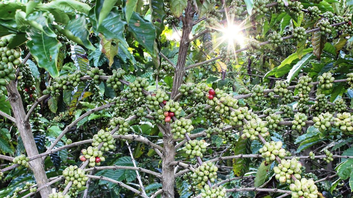 Galhos de cafeeiro carregados de frutos verdes e alguns maduros, com sol entre as folhas