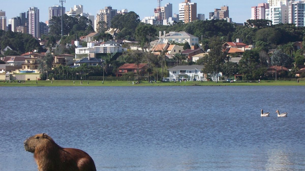 Capivara à beira do lago do Parque Barigui, com casas e prédios residenciais ao fundo, em Curitiba