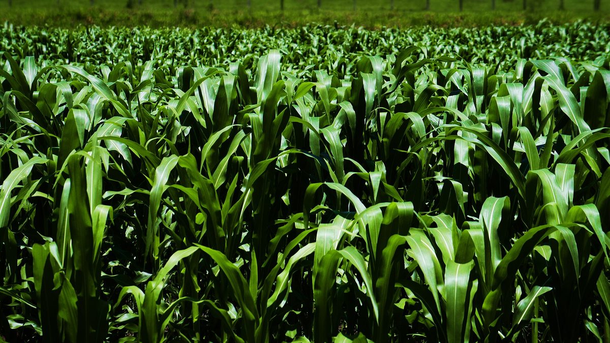 Lavoura de milho verde em Extrema, no sul de Minas Gerais