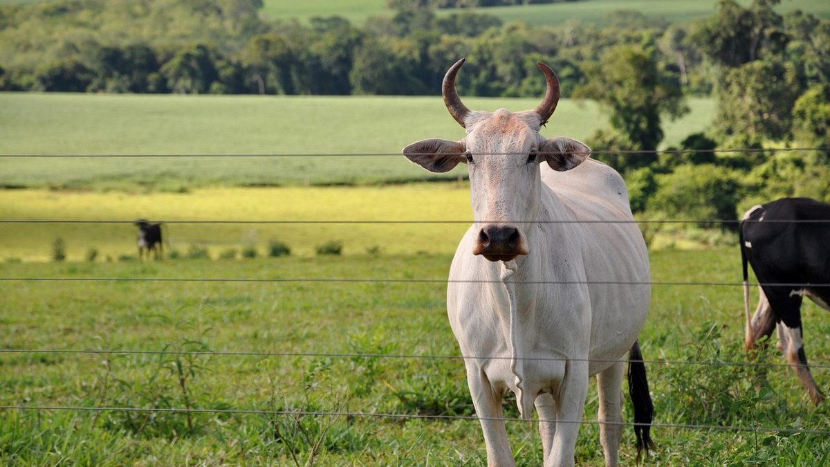 Vaca de raça zebuína atrás de uma cerca de arame, em pasto com lavoura ao fundo