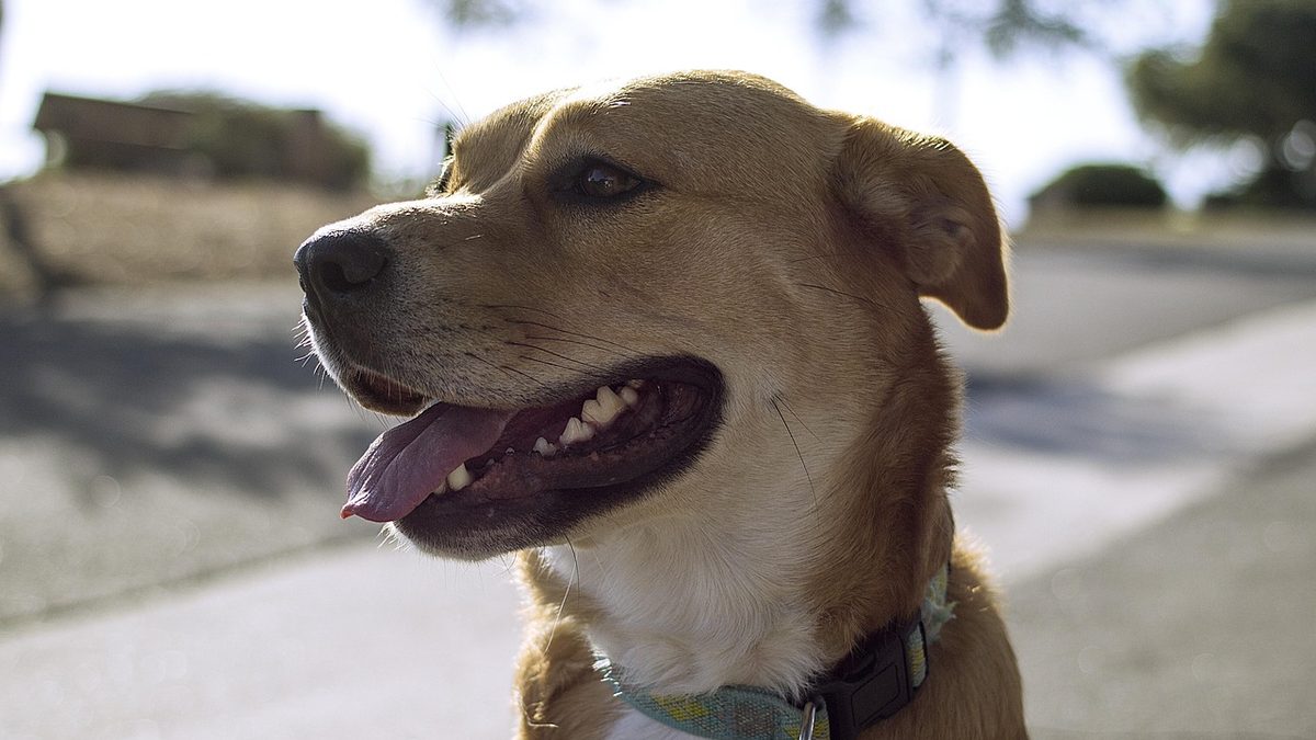 Cachorro de pelo caramelo com coleira, de boca aberta e língua de fora