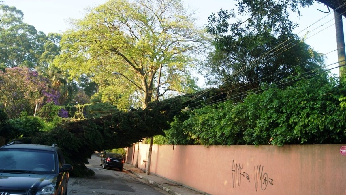 Árvore caída atravessa uma rua residencial e se apoia na fiação, com carros estacionados
