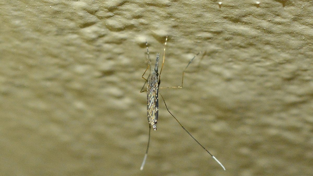 Mosquito Anopheles pousado em parede clara